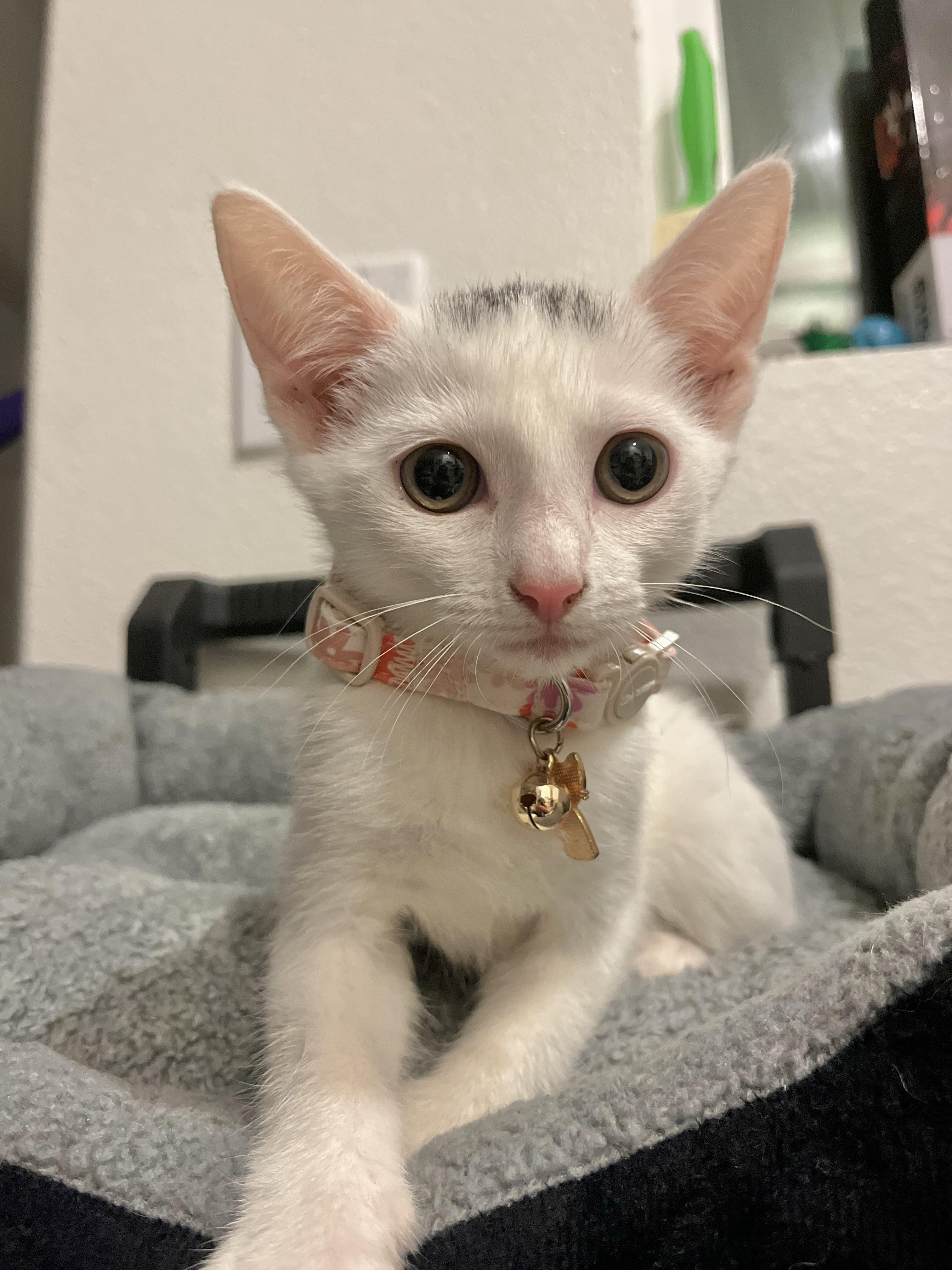 Cowgirl — thumbnail 2