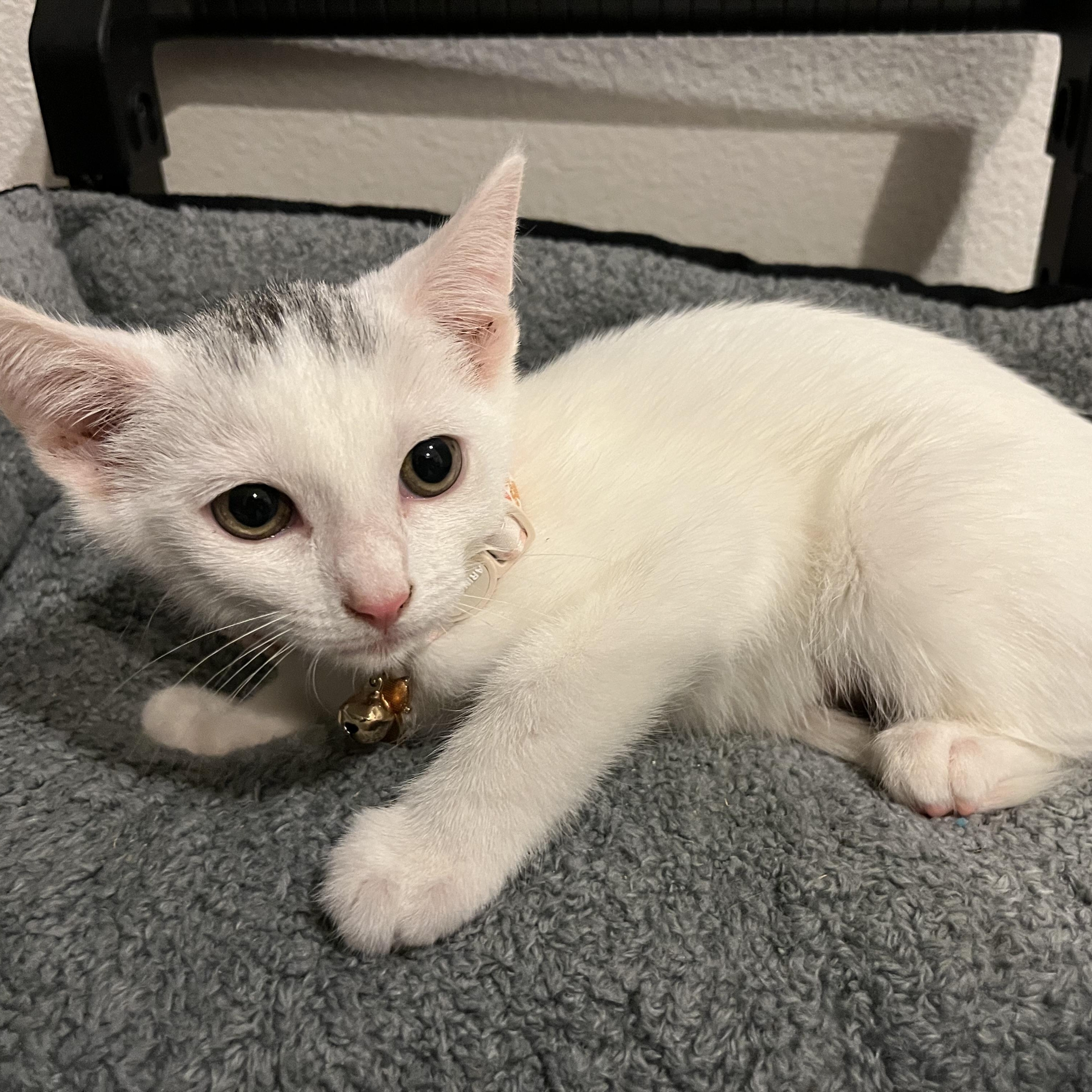 Cowgirl — thumbnail 3