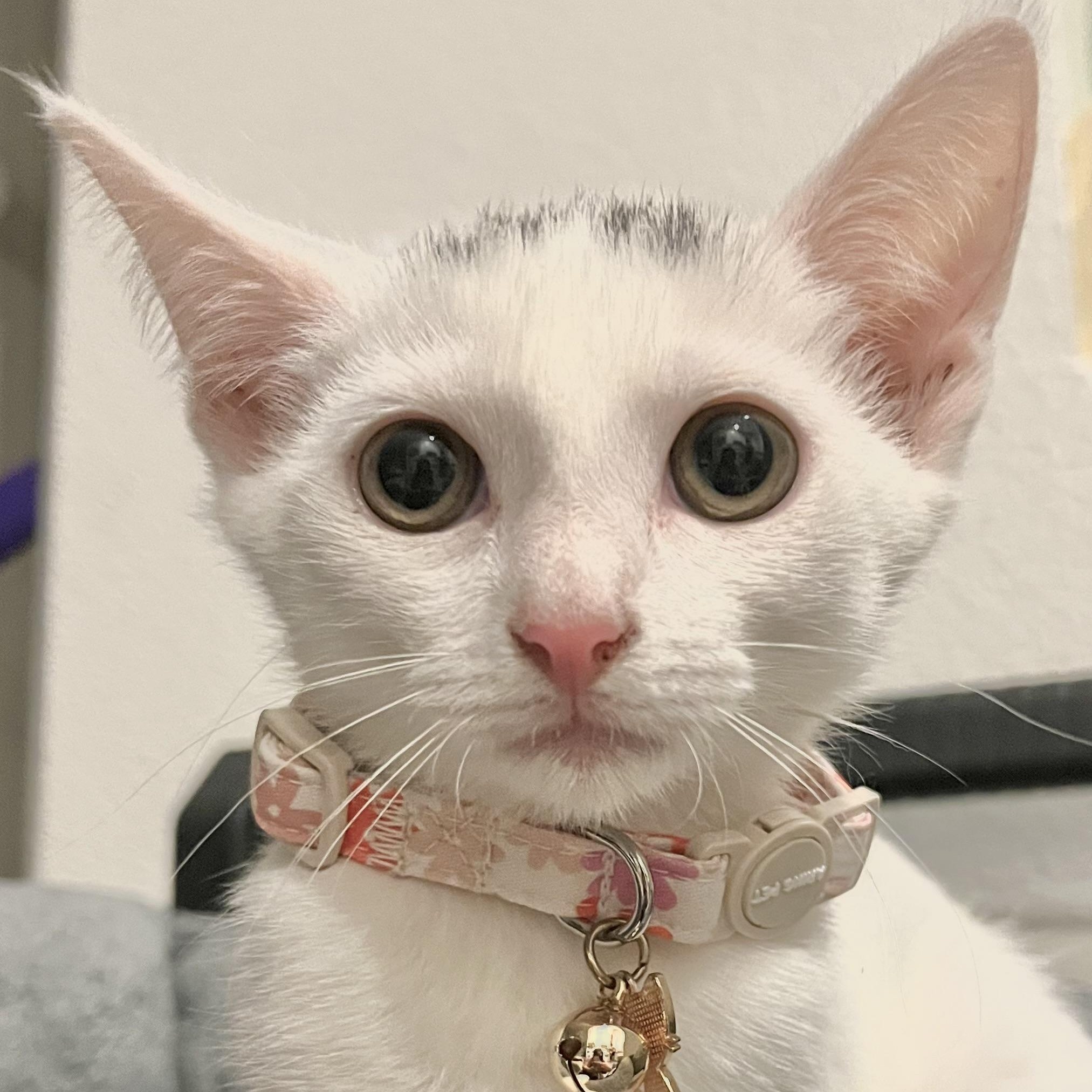 Cowgirl — thumbnail 4