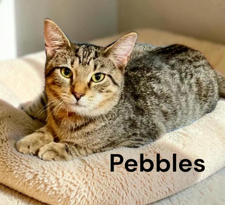 Enlarge Pebbles, a Adoptable Tabby in Newport News, VA image 1/2