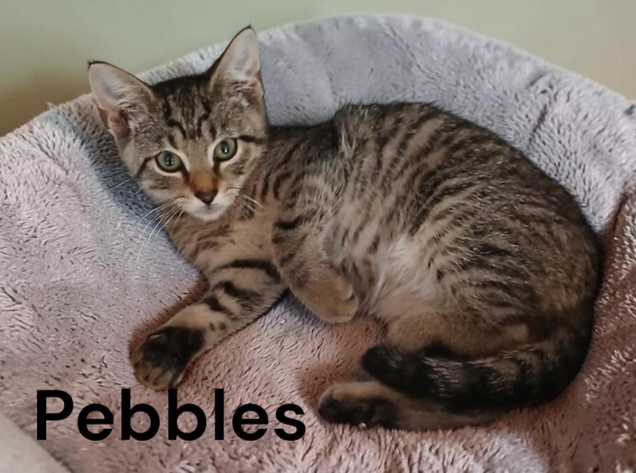 Enlarge Pebbles, a Adoptable Tabby in Newport News, VA image 2/2
