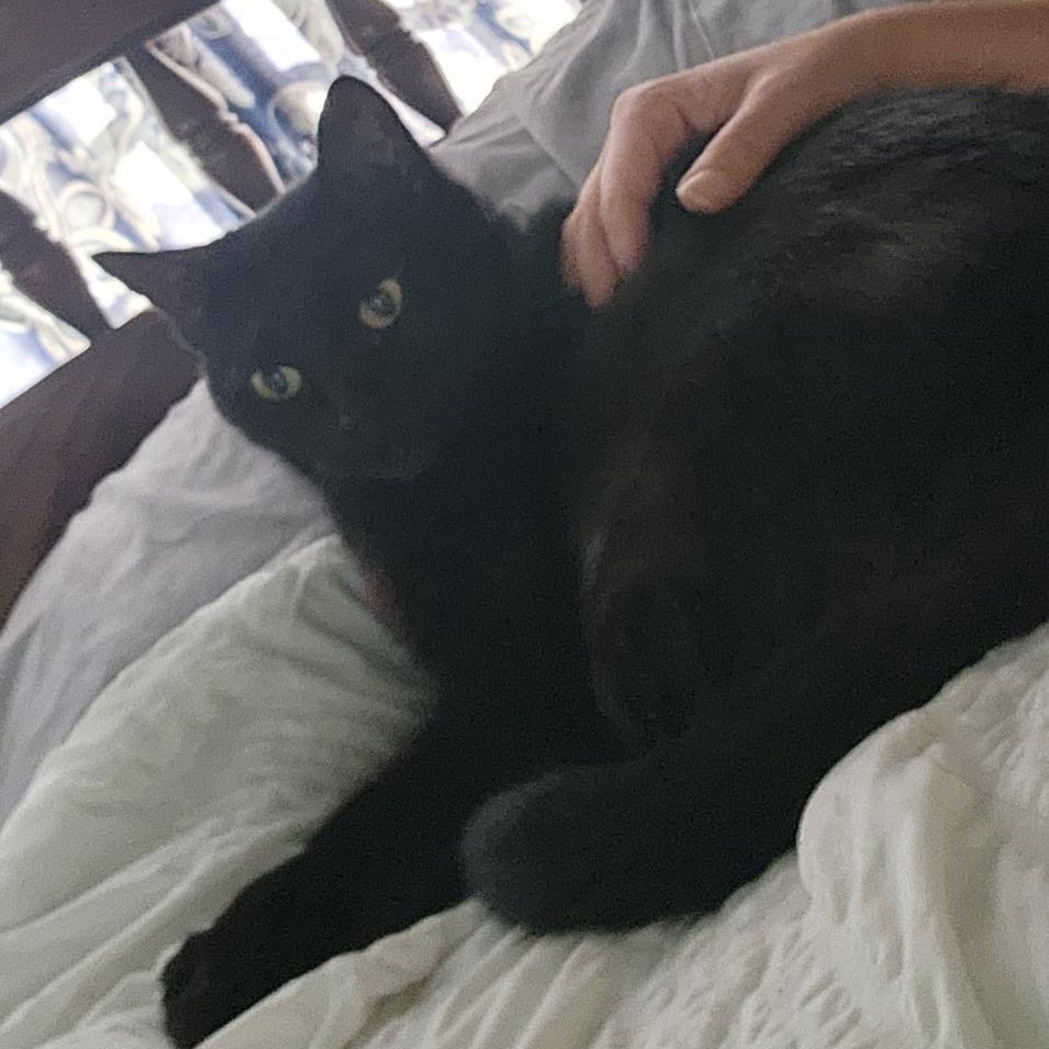 Enlarge Lucky, a Adopted Domestic Short Hair in Easley, SC image 2/4