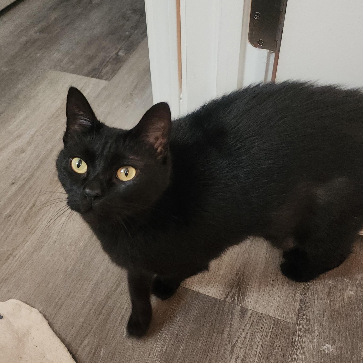 Lucky, Adopted, Adult Female Domestic Short Hair.