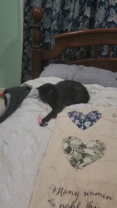 Enlarge Lucky, a Adopted Domestic Short Hair in Easley, SC video 4/4