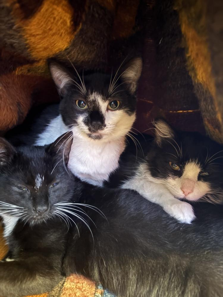 MYRTLE, Adoptable, Kitten Female Domestic Short Hair.