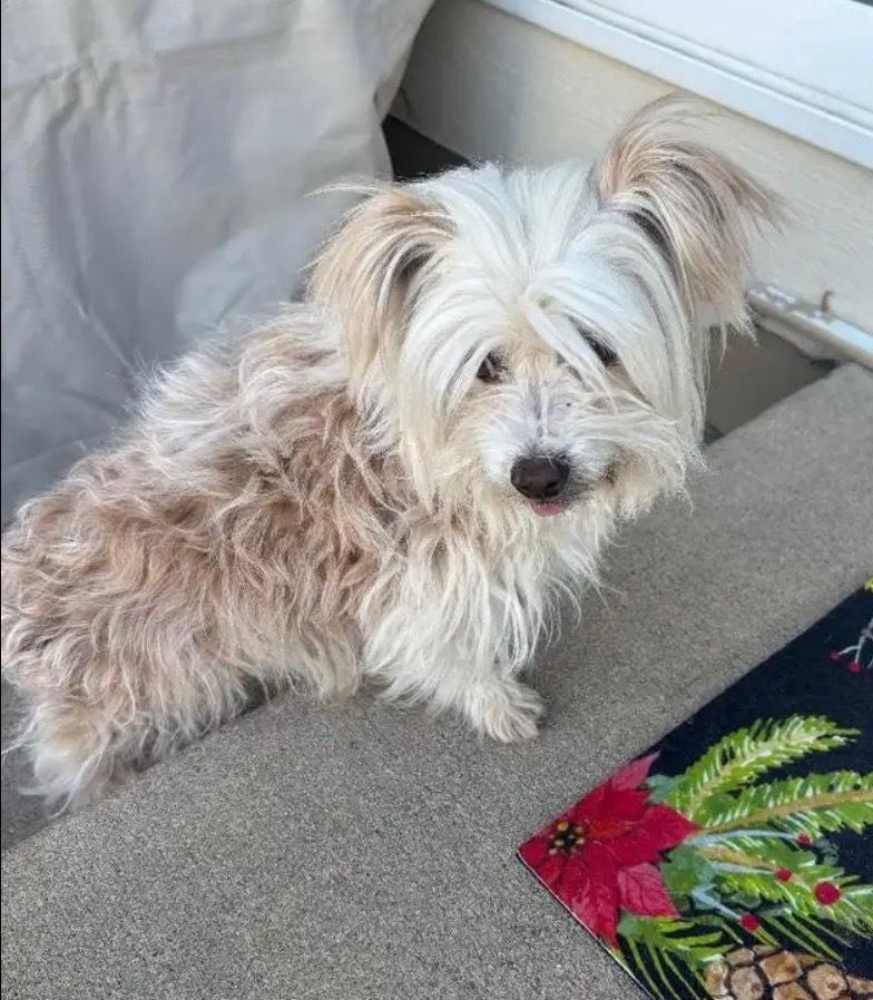 NOODLE, Adoptable, Adult Female Chihuahua.