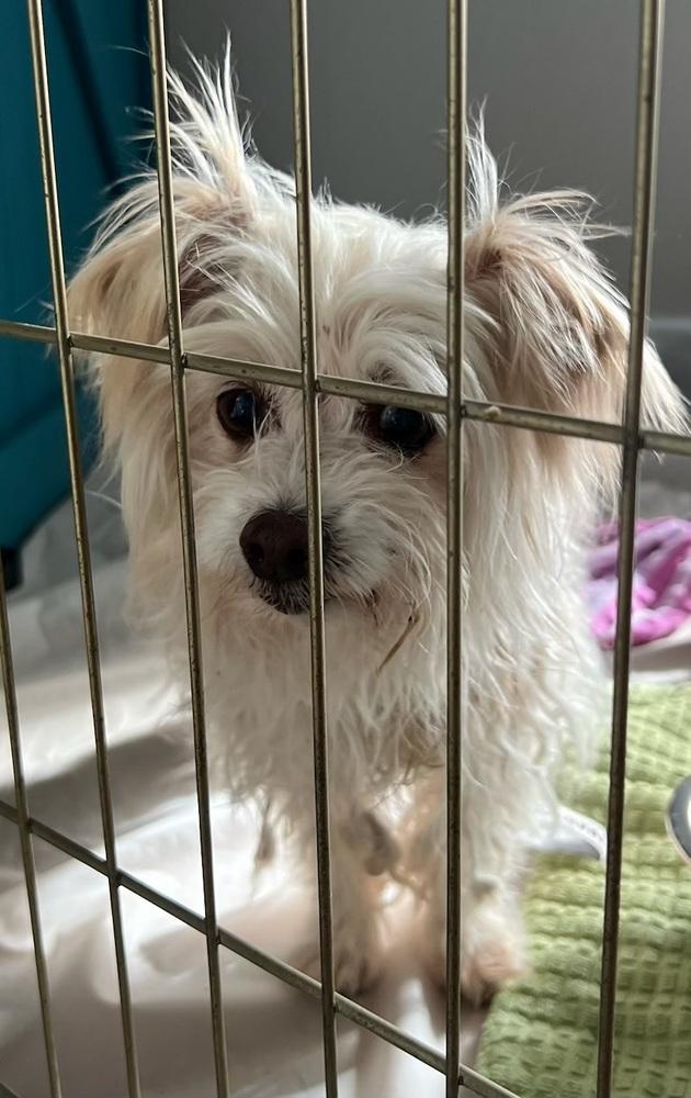 Enlarge NOODLE, a Adoptable mixed breed in Broomfield, CO image 2/2