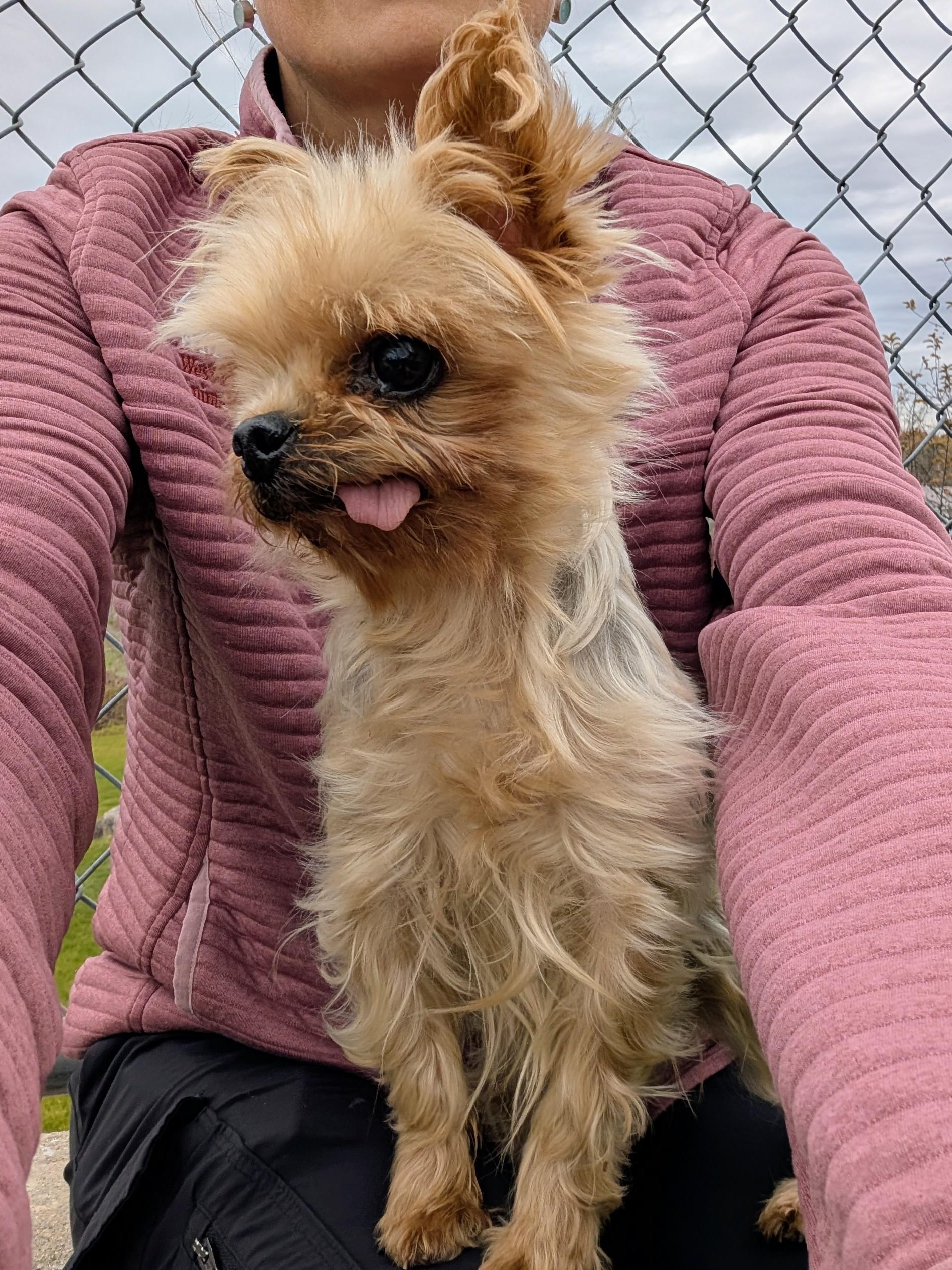 Enlarge Ivy, a ADOPTABLE Yorkshire Terrier in Taunton, MA image 2/3