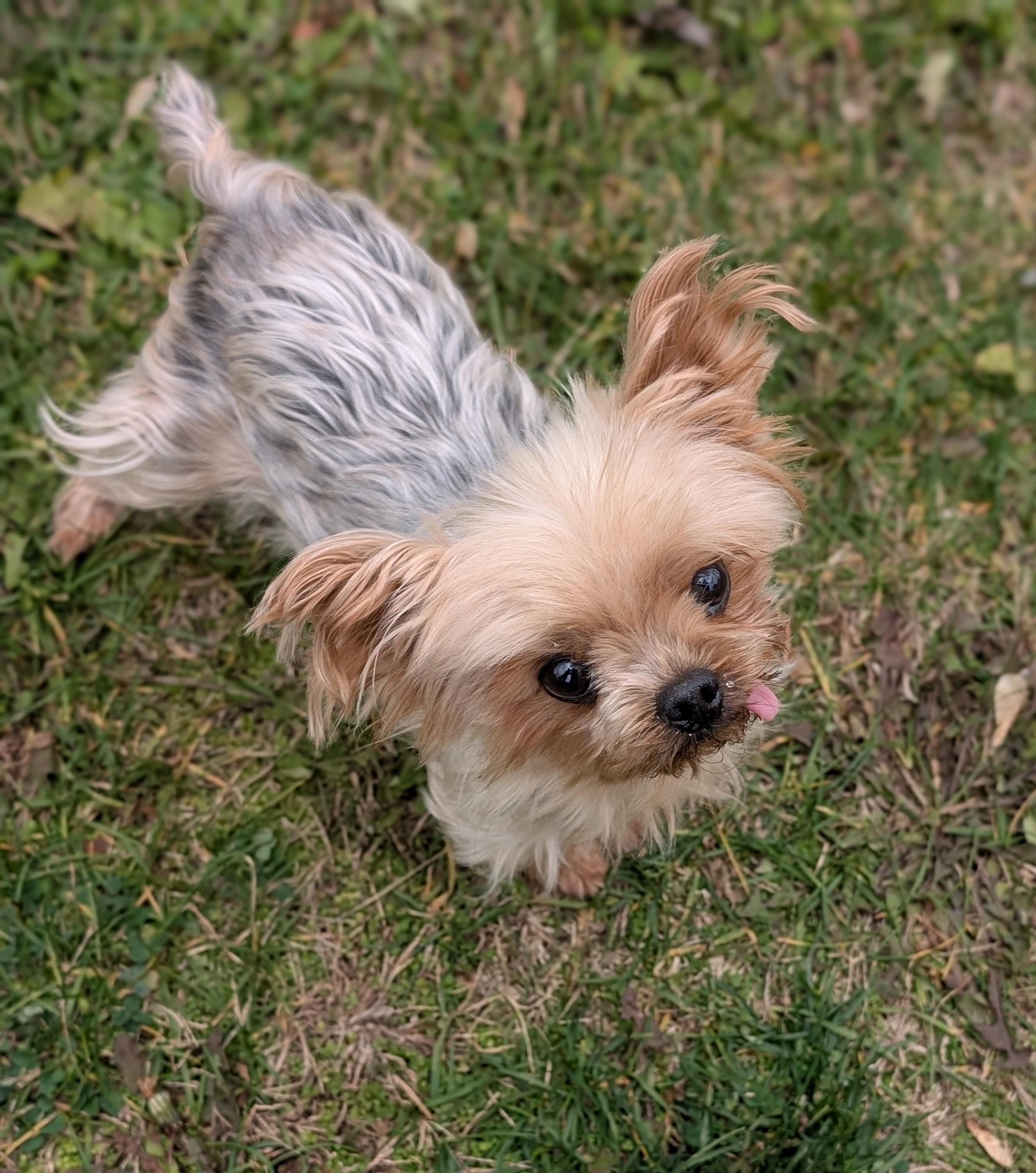 Ivy, ADOPTABLE, Adult Female Yorkshire Terrier.