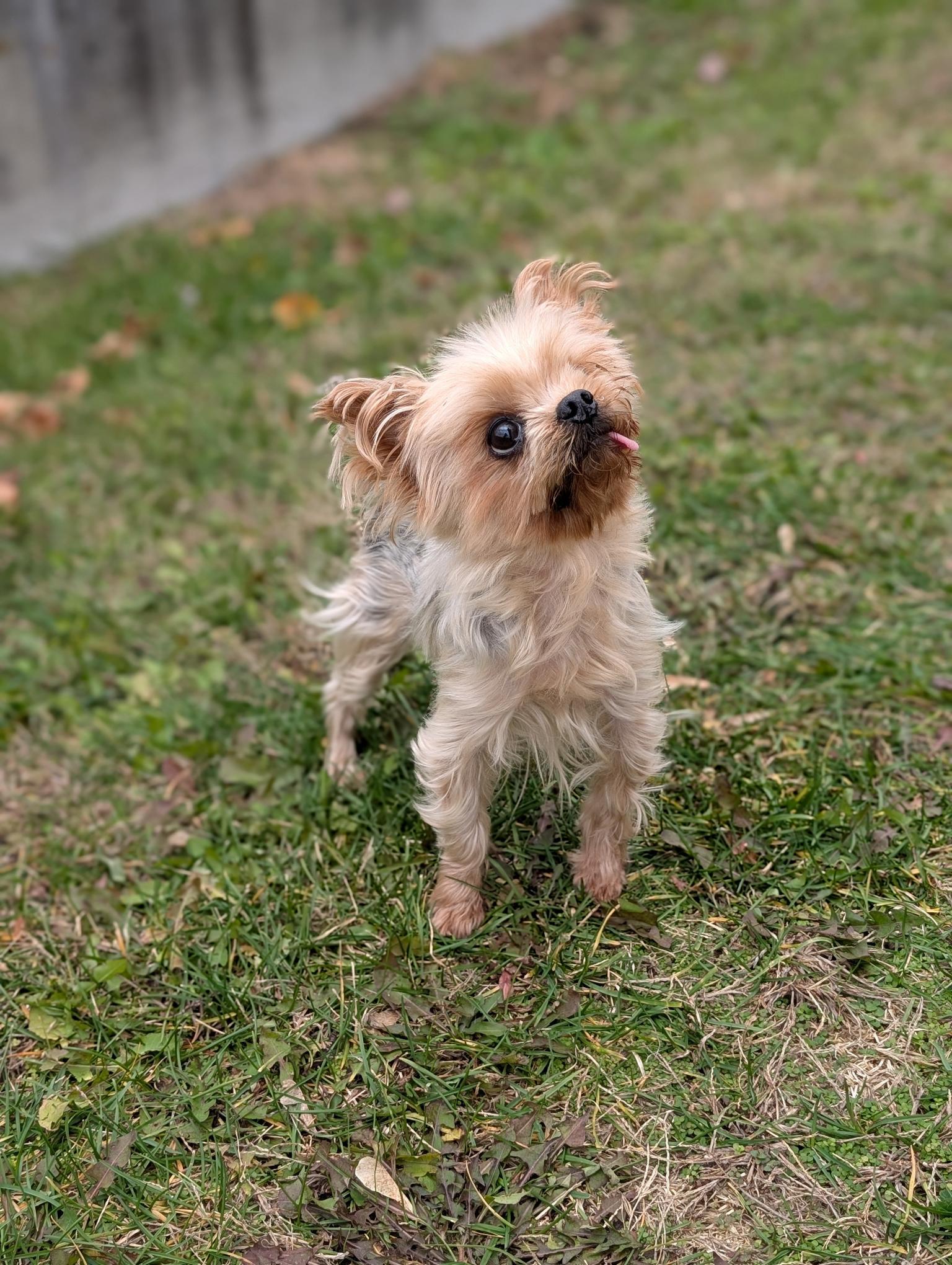 Enlarge Ivy, a ADOPTABLE Yorkshire Terrier in Taunton, MA image 3/3