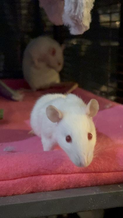 Auriel, Cydaea, & Nephalem, ADOPTABLE, Young Female Rat.