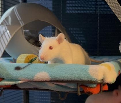Enlarge Auriel, Cydaea, & Nephalem, a ADOPTABLE Rat in Richmond, VA image 2/3