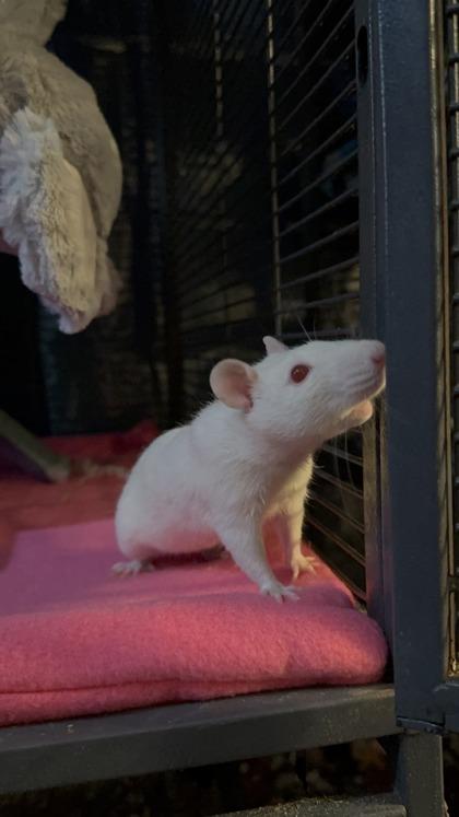 Enlarge Auriel, Cydaea, & Nephalem, a ADOPTABLE Rat in Richmond, VA image 3/3