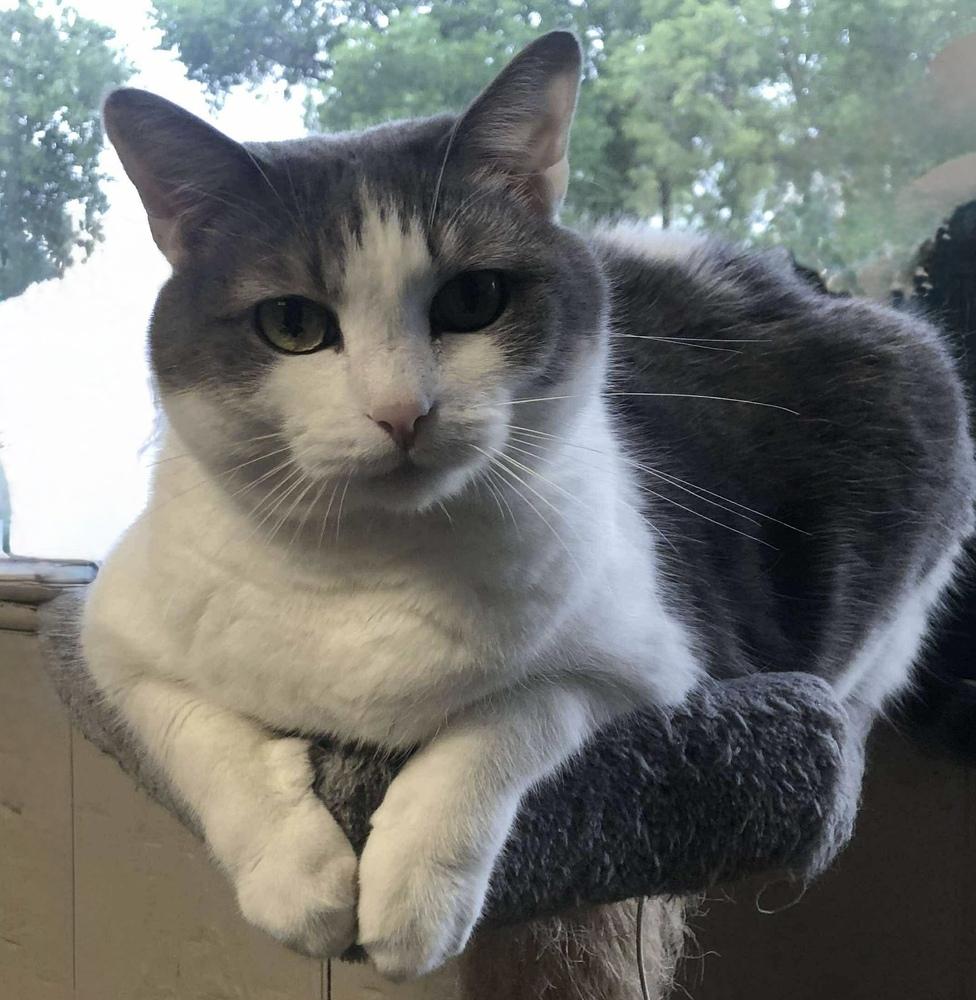 AC Bert, a Adoptable Domestic Short Hair in Fremont, NE image 1/2