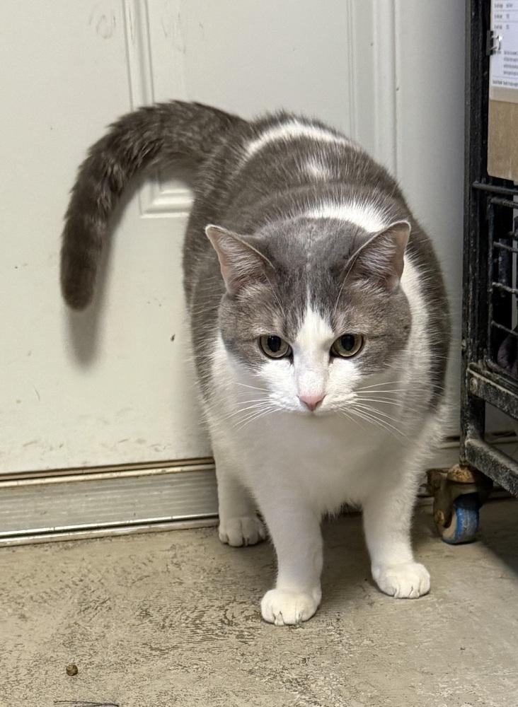 AC Bert, a Adoptable Domestic Short Hair in Fremont, NE image 2/2