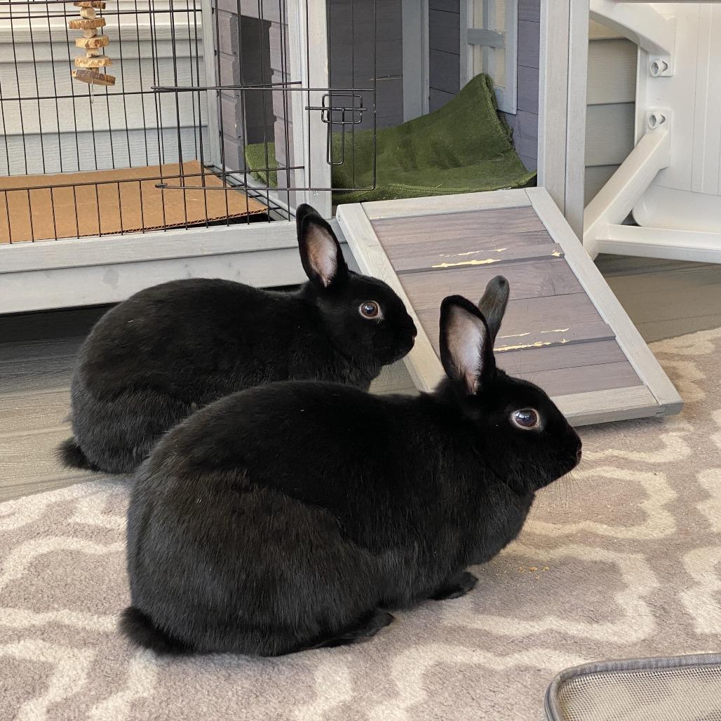 Enlarge Mira, a Adoptable mixed breed in Cream Ridge, NJ image 2/3