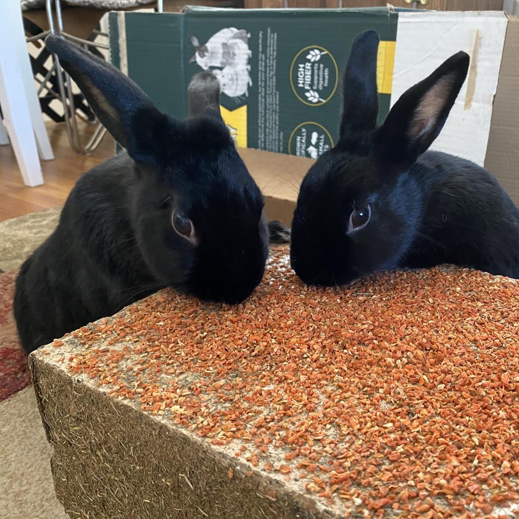 Enlarge Mira, a Adoptable mixed breed in Cream Ridge, NJ image 3/3