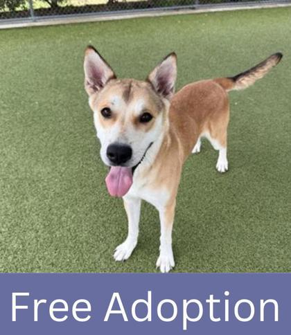 Spaghetti, a Adoptable mixed breed in Grapevine, TX image 2/2