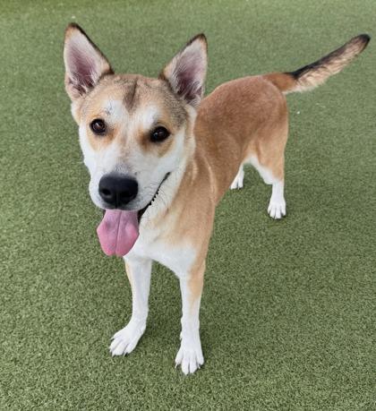 Spaghetti, Adoptable, Adult Female Husky & Mixed Breed.