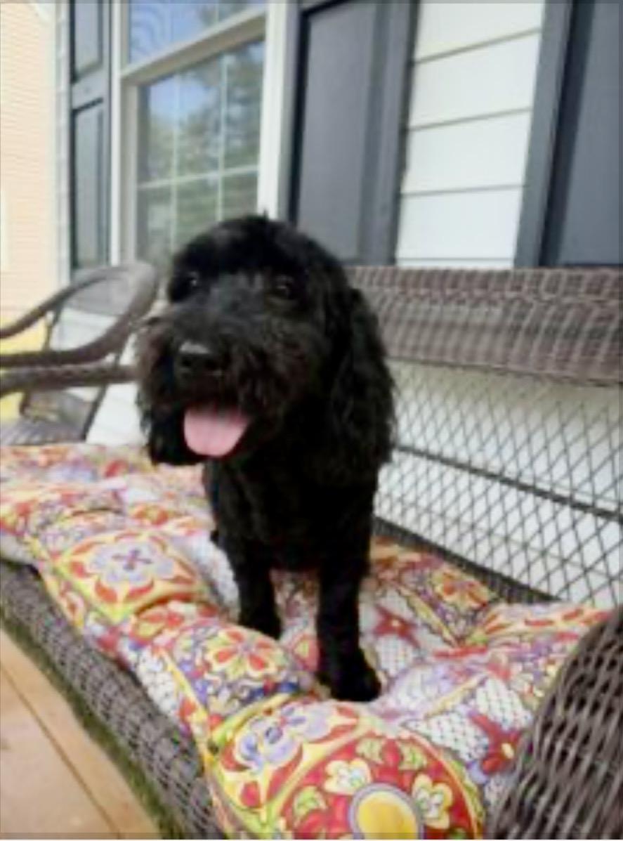 Mila, ADOPTABLE, Young Female Goldendoodle.