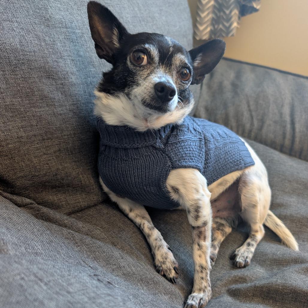 Enlarge Rex, a ADOPTABLE mixed breed in Worcester, MA image 3/4