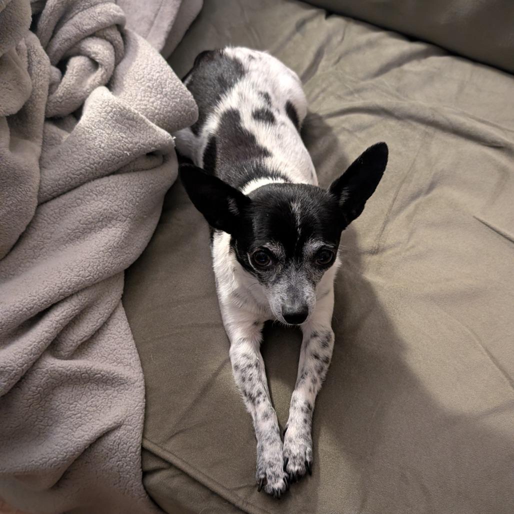 Enlarge Rex, a ADOPTABLE mixed breed in Worcester, MA image 2/4