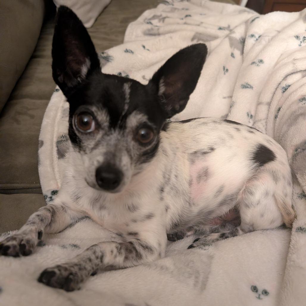 Rex, ADOPTABLE, Adult Male Chihuahua & Mixed Breed.