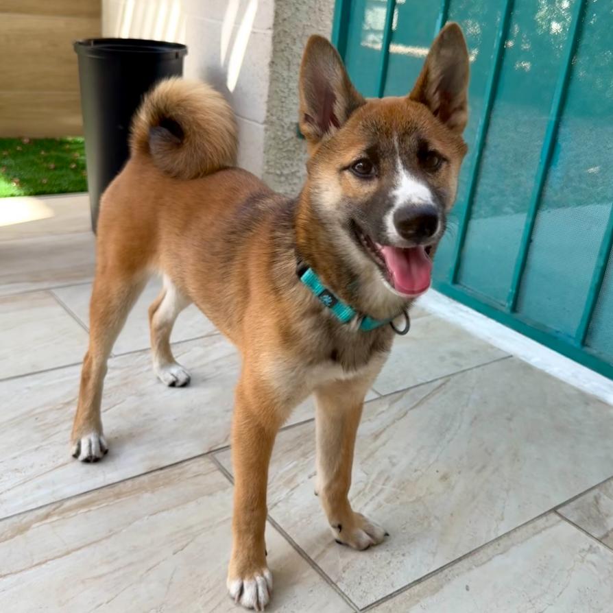 Kumi, Adoptable, Young Female Shiba Inu.