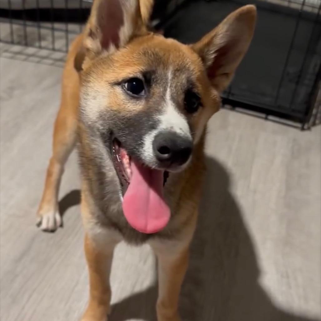 Enlarge Kumi, a Adoptable Shiba Inu in Las Vegas, NV image 2/6