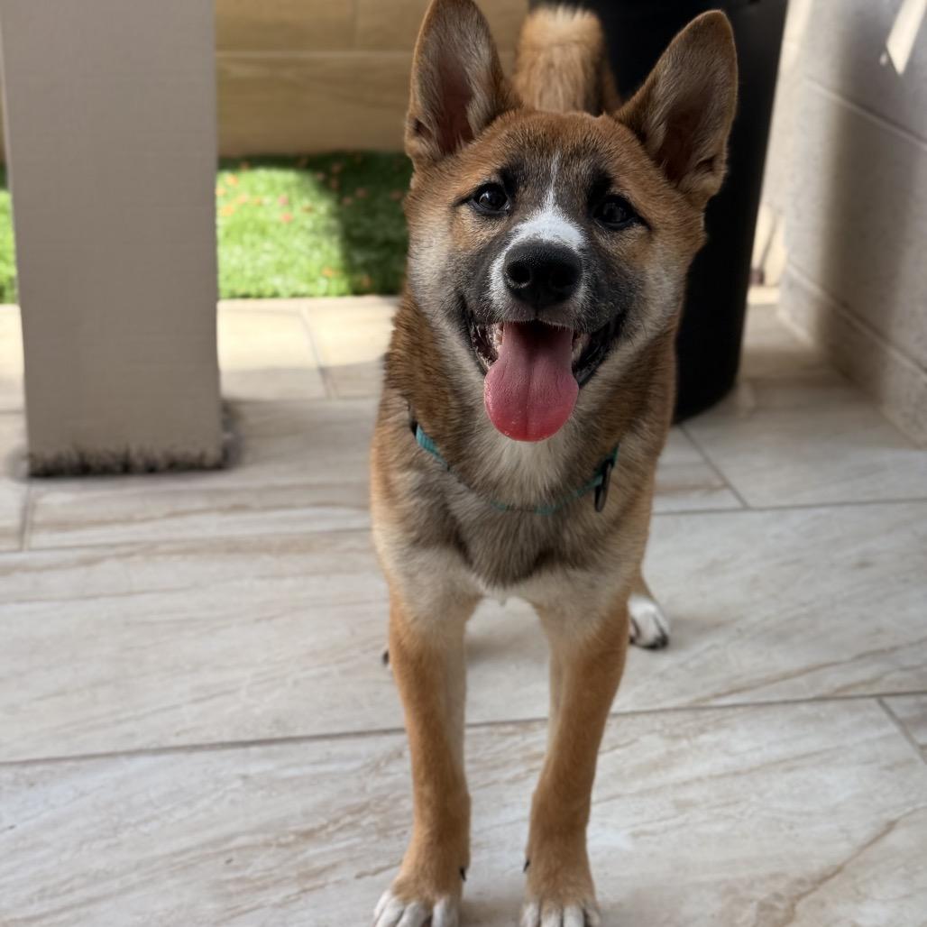 Enlarge Kumi, a Adoptable Shiba Inu in Las Vegas, NV image 3/6