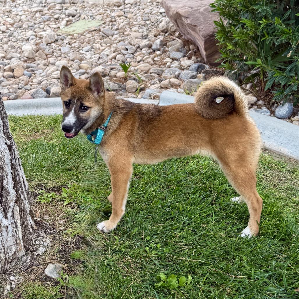 Enlarge Kumi, a Adoptable Shiba Inu in Las Vegas, NV image 4/6