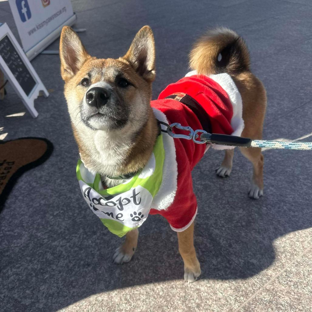 Enlarge Kumi, a Adoptable Shiba Inu in Las Vegas, NV image 5/6