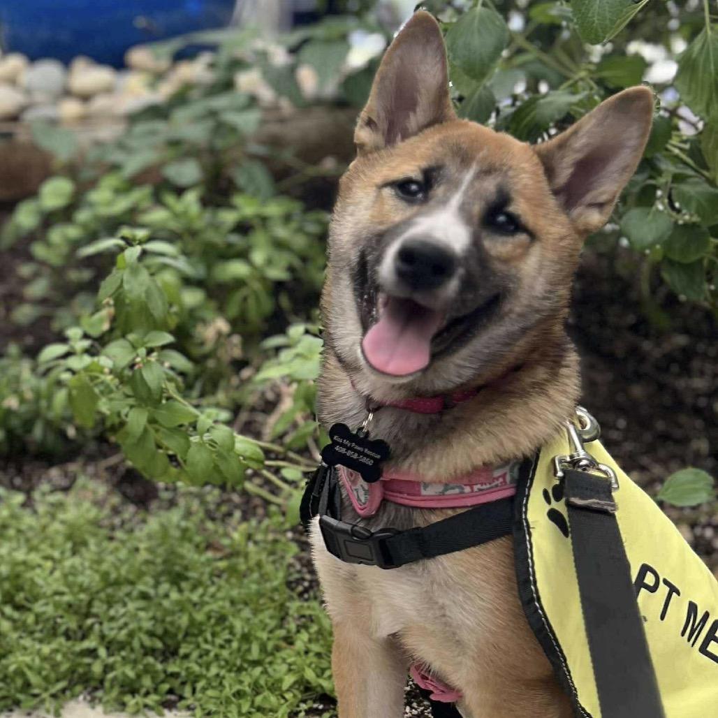 Enlarge Kumi, a Adoptable Shiba Inu in Las Vegas, NV image 6/6