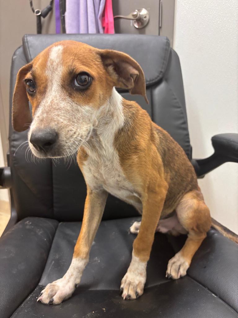 Enlarge Paul, a Adoptable mixed breed in Seven Points, TX image 1/1