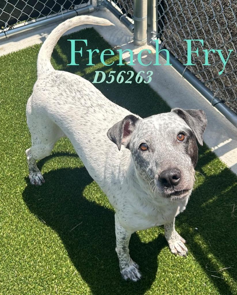 Enlarge French Fry (Fendi), a Adoptable Bull Terrier in Clarksville, TN image 1/1