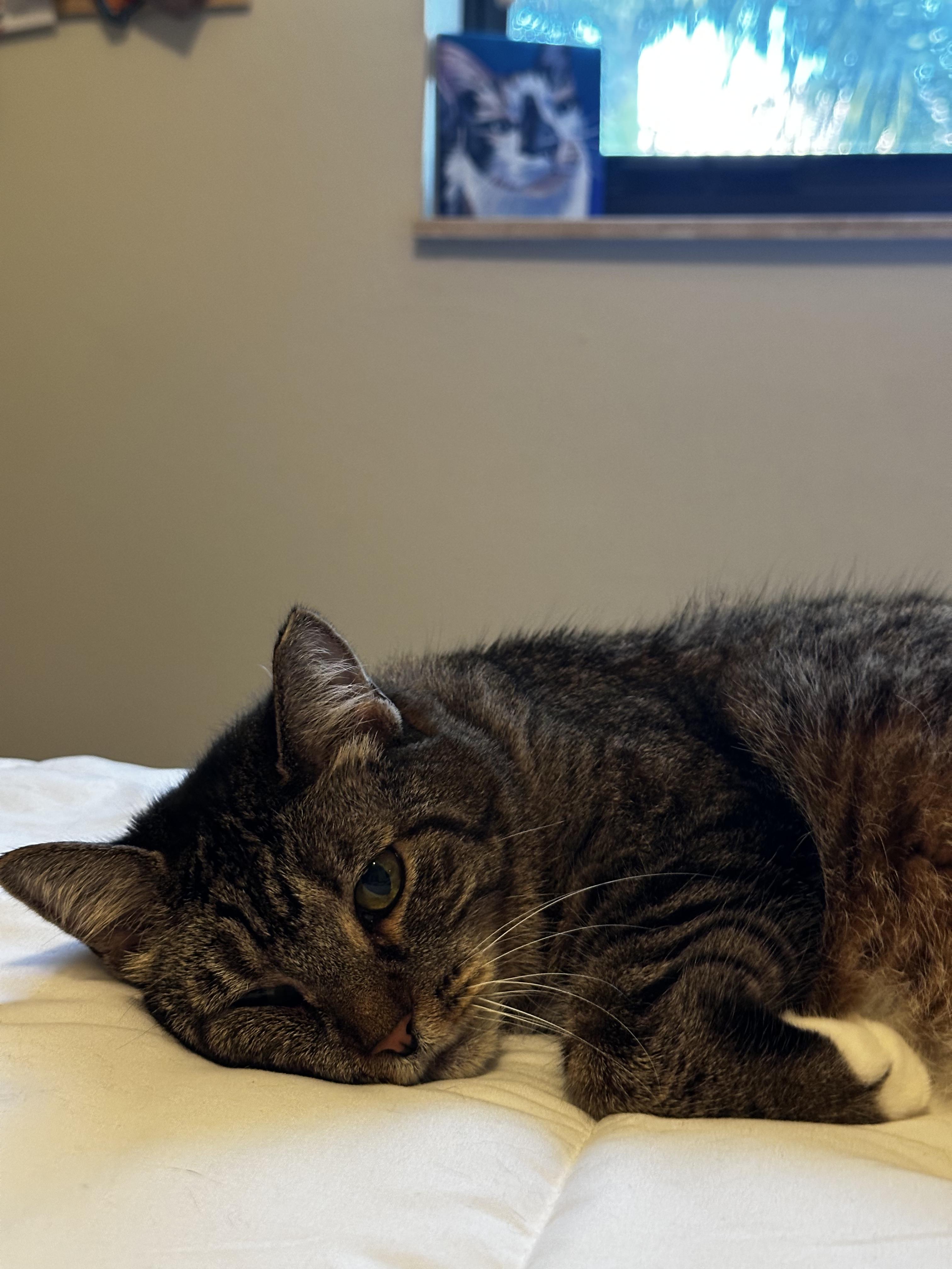 Enlarge Momma, a Adoptable mixed breed in Boston, MA image 2/6