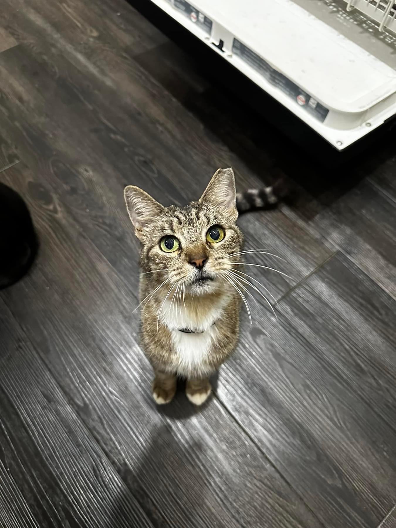 Momma, Adoptable, Young Female Tabby & Domestic Medium Hair.