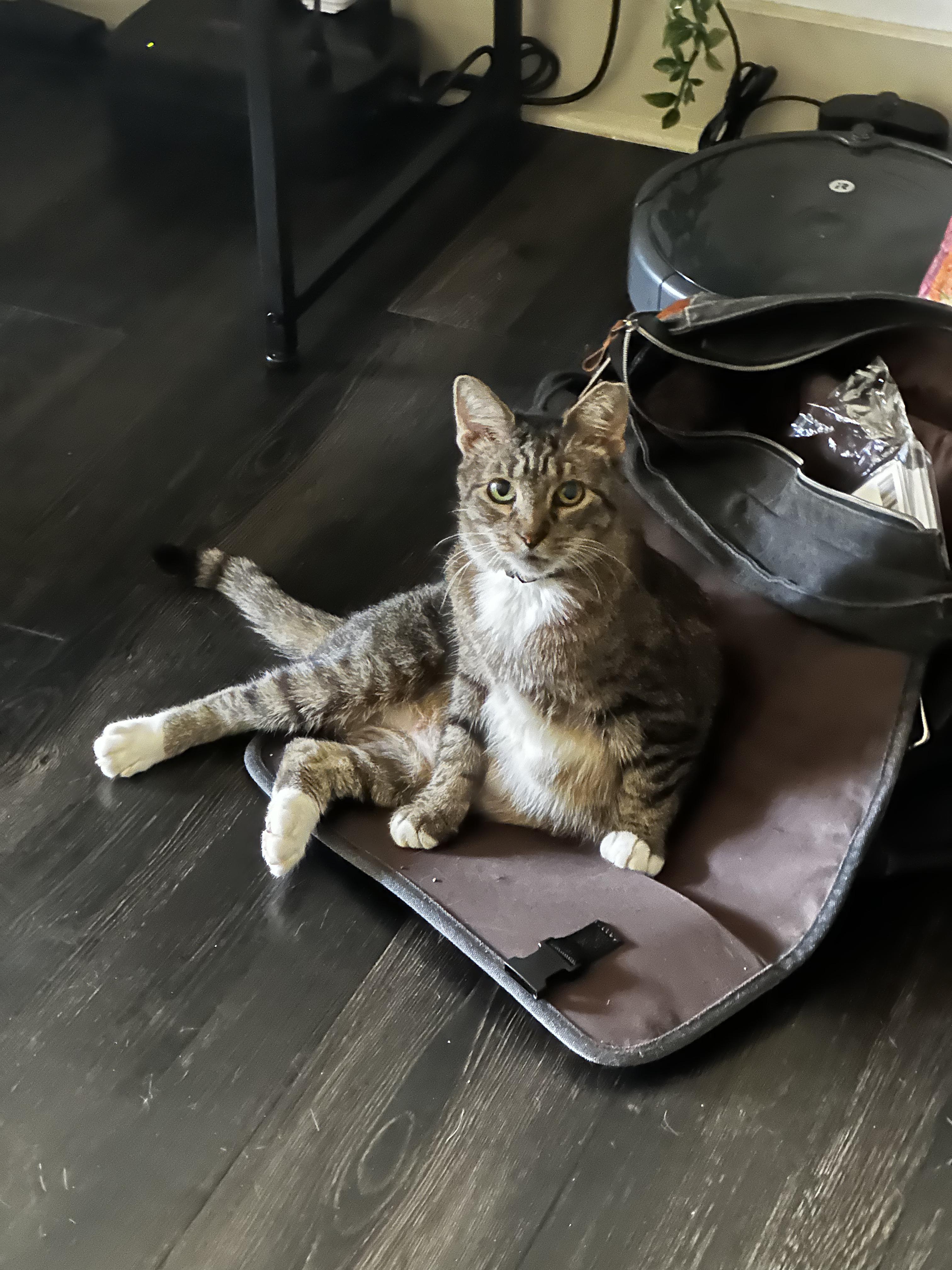 Enlarge Momma, a Adoptable mixed breed in Boston, MA image 6/6