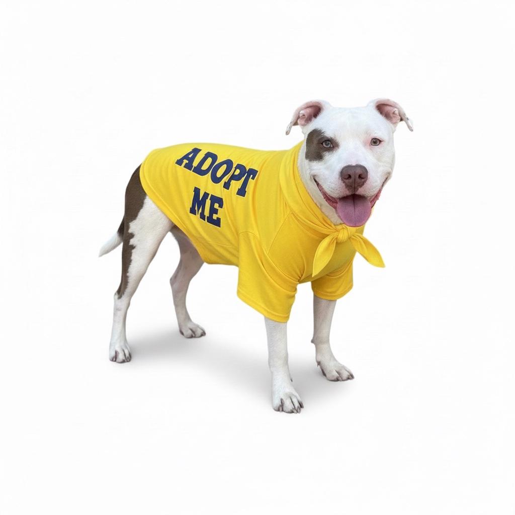 Enlarge Luka-ADOPT Me!!, a ADOPTABLE mixed breed in Redondo Beach, CA image 3/6