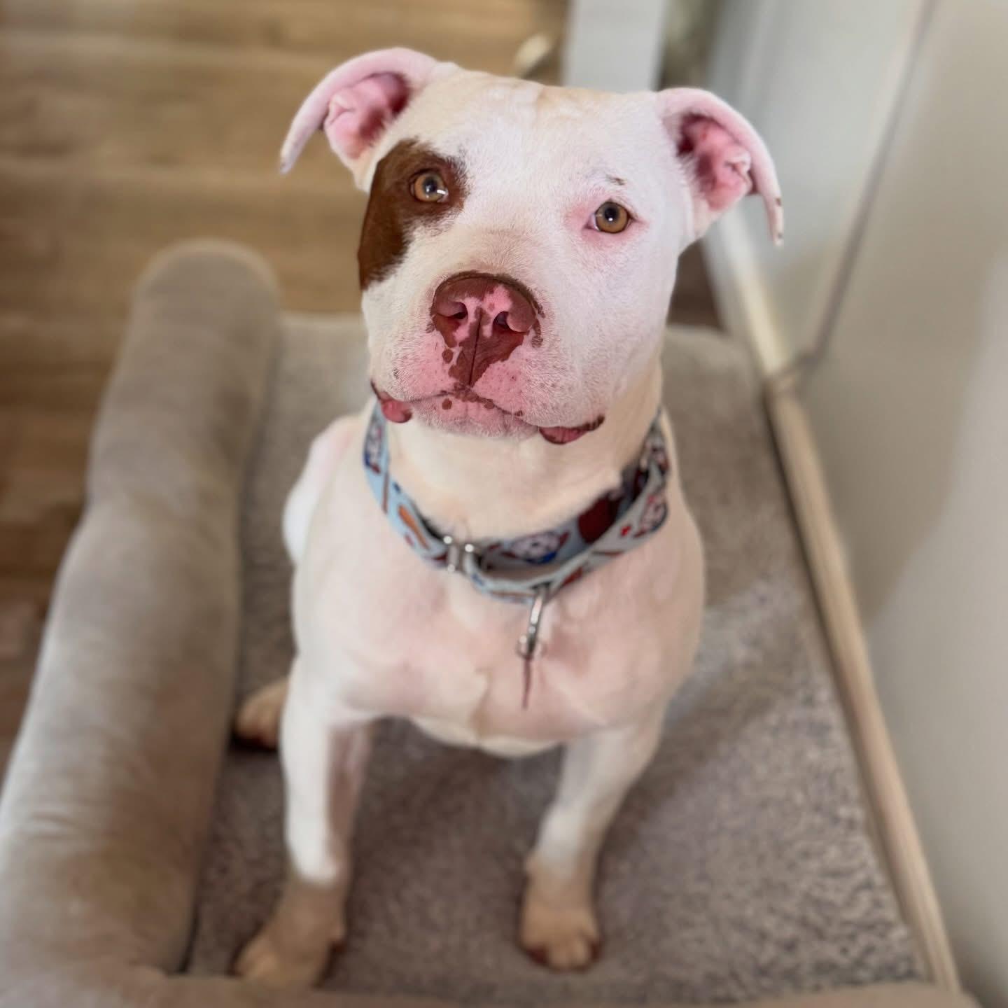 Enlarge Luka-ADOPT Me!!, a ADOPTABLE mixed breed in Redondo Beach, CA image 5/6