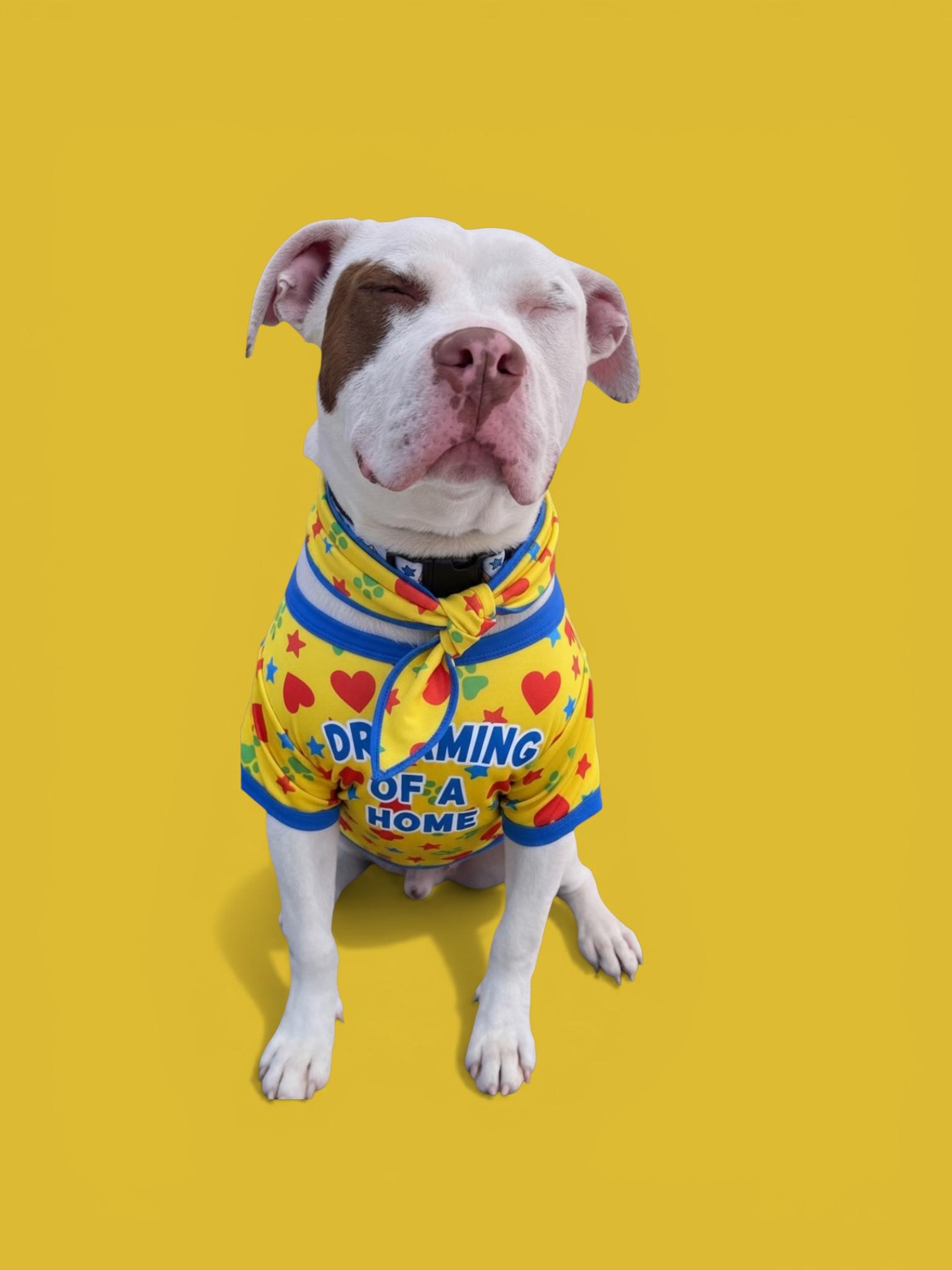 Enlarge Luka-ADOPT Me!!, a ADOPTABLE mixed breed in Redondo Beach, CA image 6/6