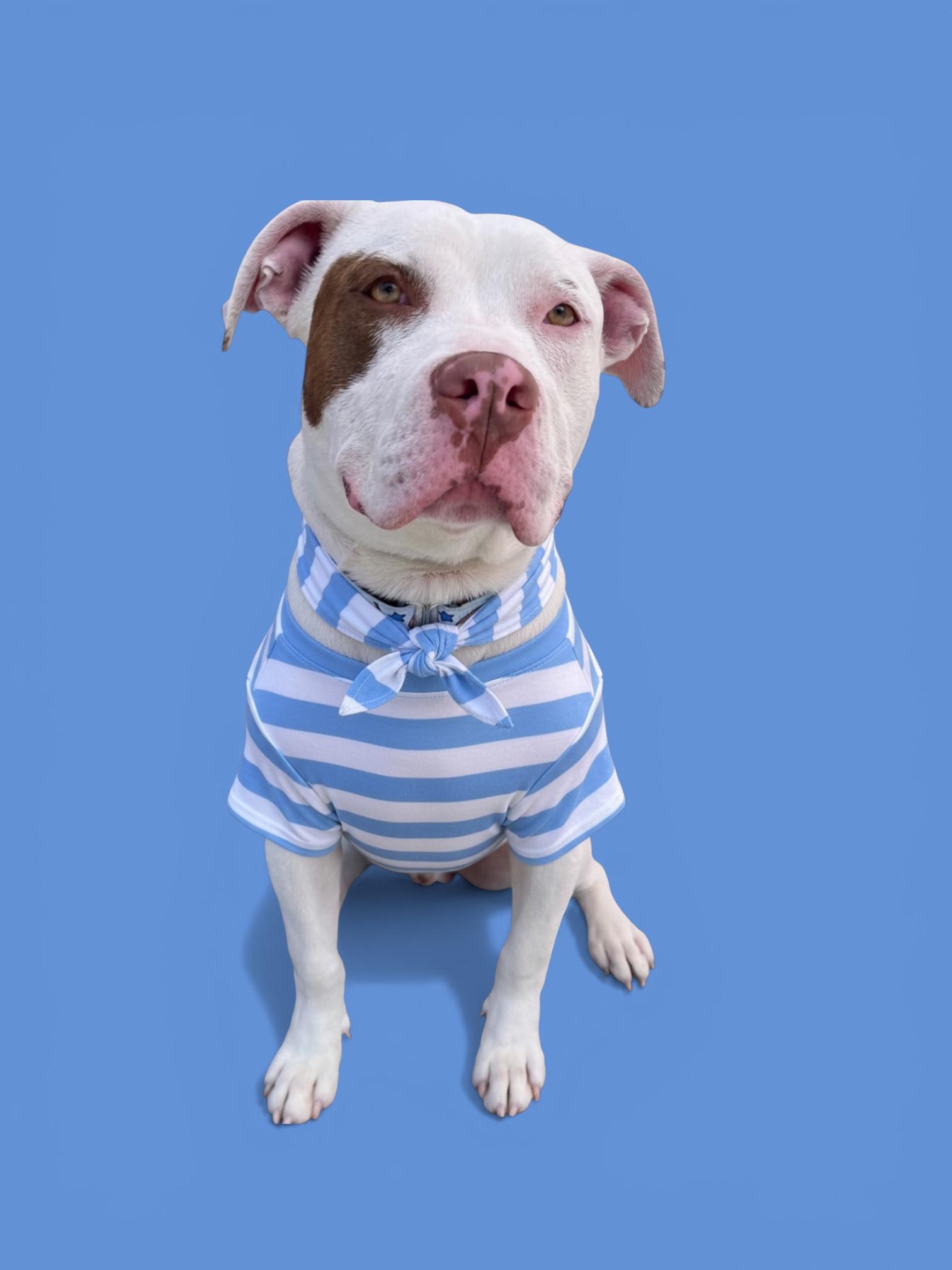 Luka-ADOPT Me!!, ADOPTABLE, Young Male American Bully.