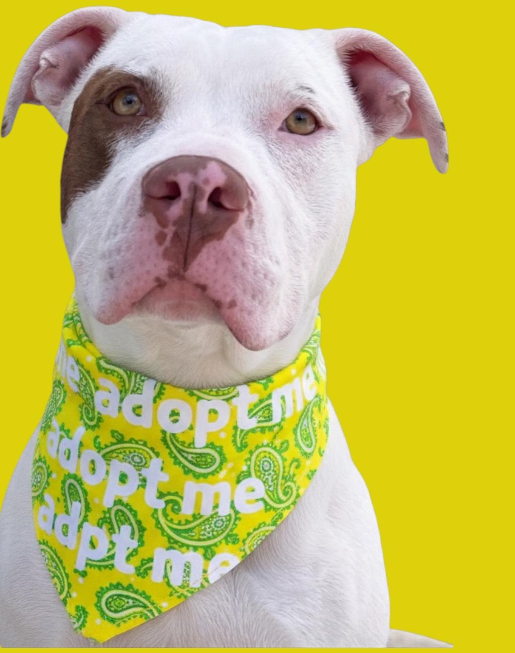 Enlarge Luka-ADOPT Me!!, a ADOPTABLE mixed breed in Redondo Beach, CA image 2/6