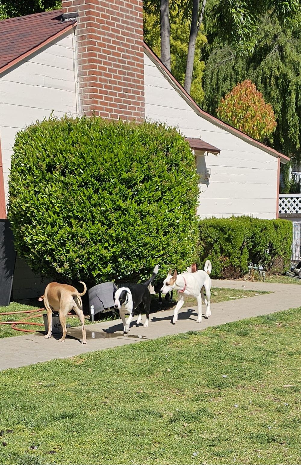 Otis, a Adoptable mixed breed image 5/6