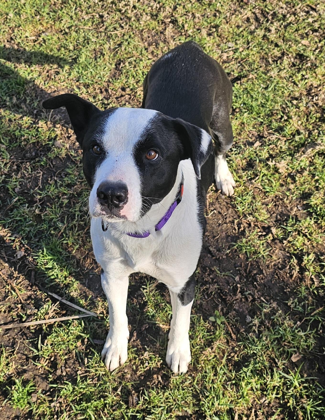 Otis, a Adoptable mixed breed image 3/6