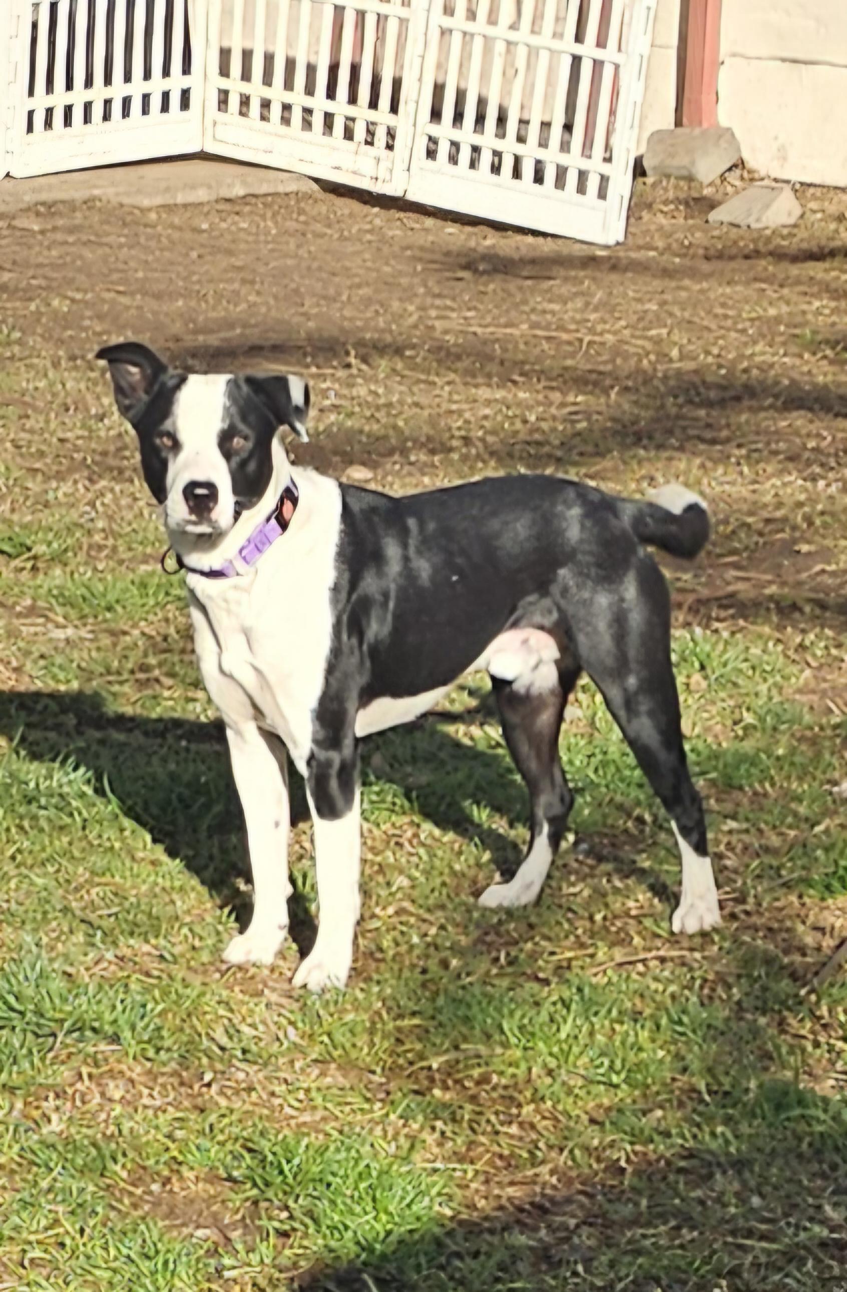 Otis, a Adoptable mixed breed image 2/6