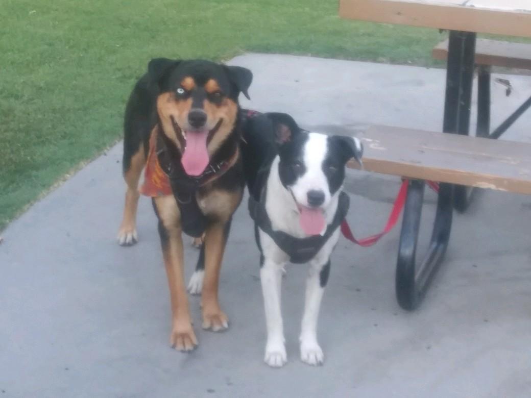 Otis, a Adoptable mixed breed image 4/6