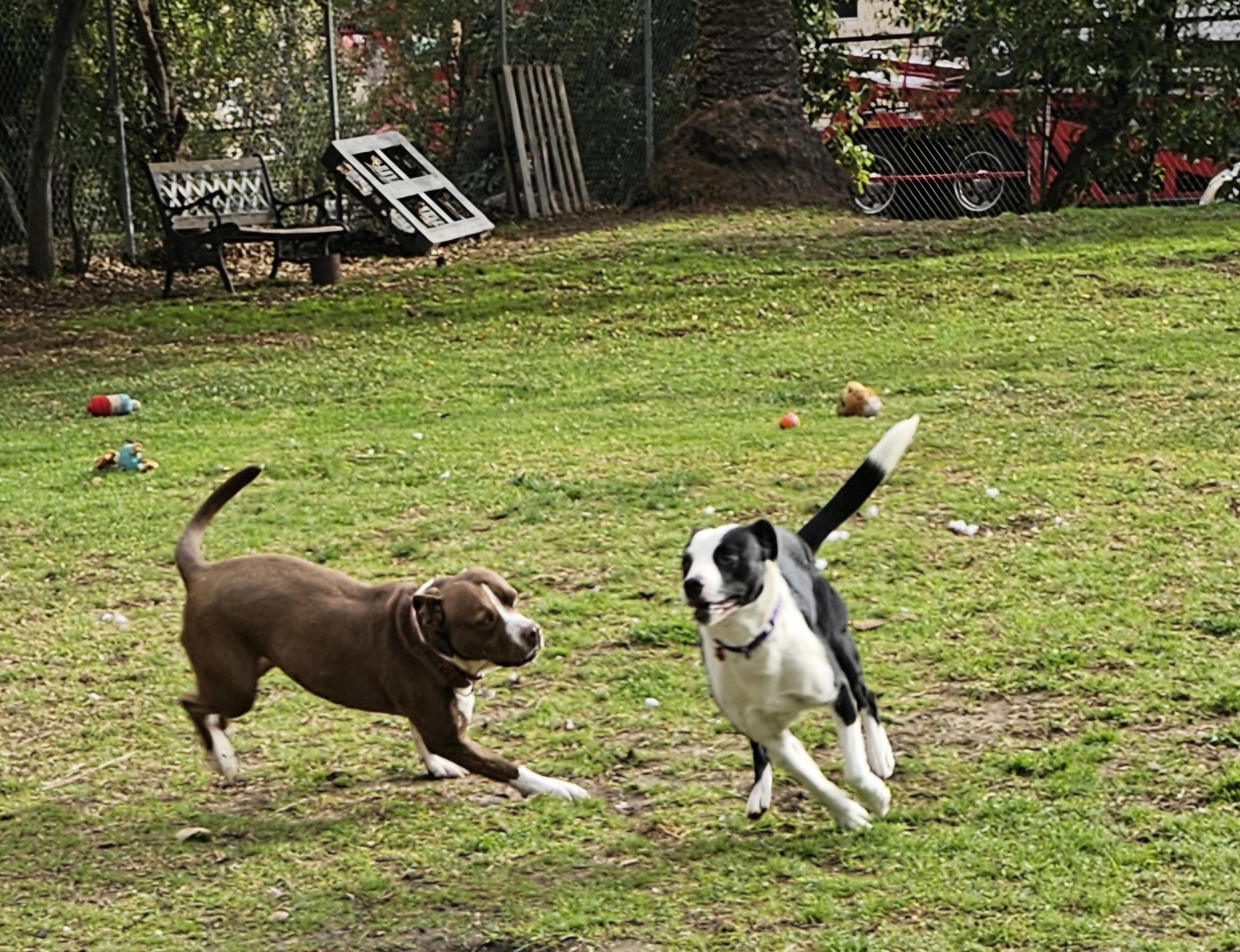 Otis, a Adoptable mixed breed image 6/6