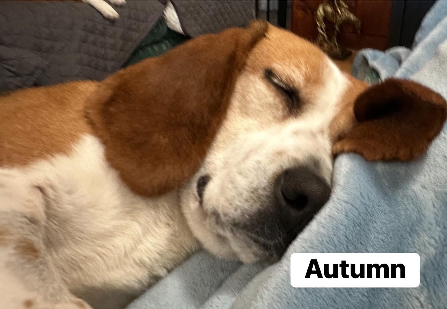 Enlarge Autumn, a Adoptable Beagle in Willington, CT image 3/6