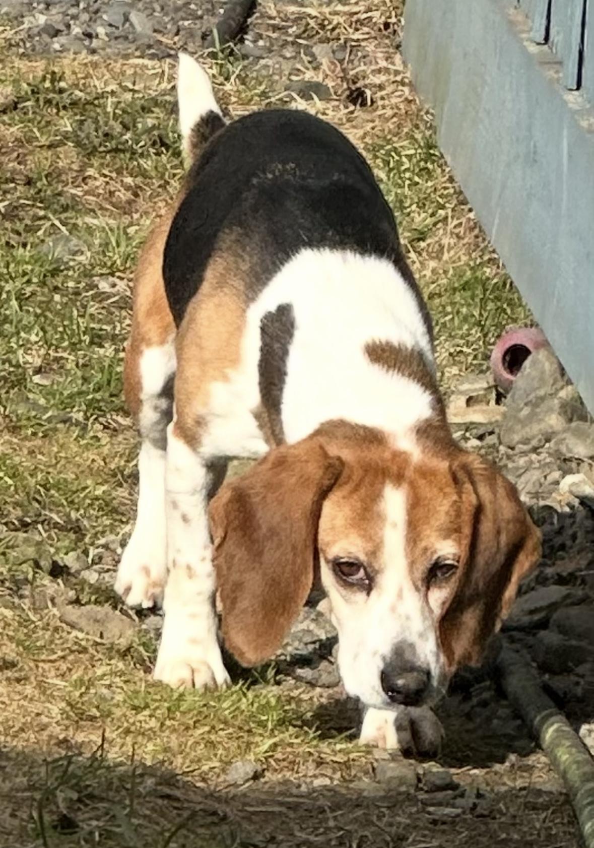 Enlarge Autumn, a Adoptable Beagle in Willington, CT image 6/6